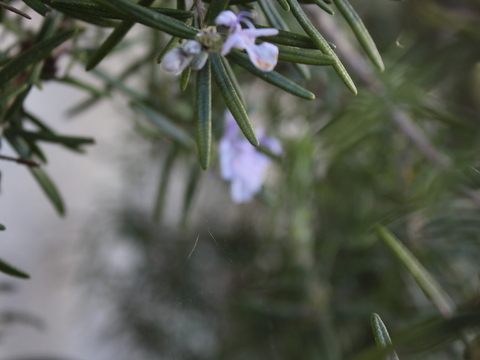 2.	Alecrim (Rosmarinus officinalis)
Data da fotografia: 27/03/2018
Utilidade/ função na horta: A flor pode ser consumida fresca nas saladas e cristalizada para guarnição. Na horta é repelente da lagarta da couve, da áltica e da mosca da cenoura.